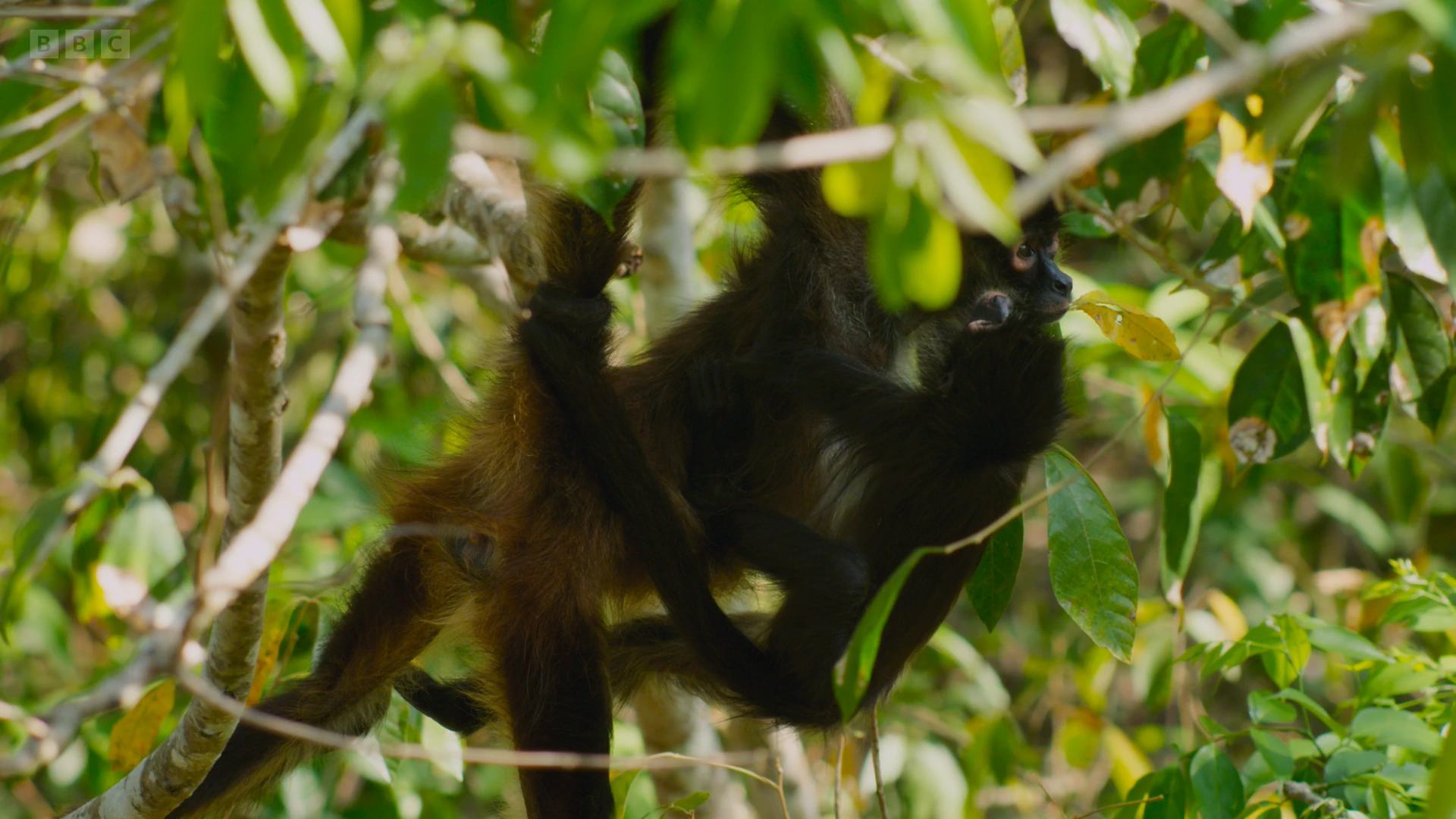Yucatan spider monkey (Ateles geoffroyi yucatanensis) as shown in Planet Earth II - Jungles